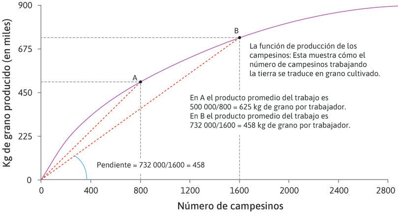 Función de producción del agricultor: Productividad marginal decreciente del trabajo.