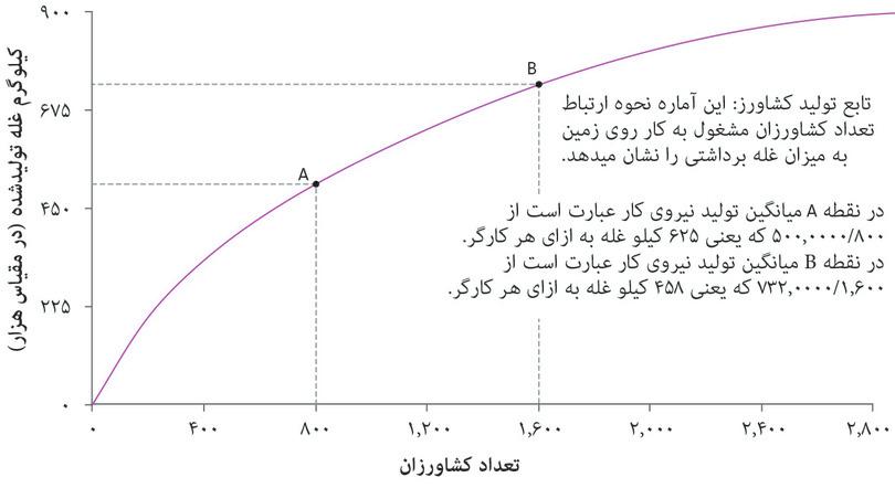 میانگین تولید کاهش می‌یابد
: در نقطه A میانگین تولید نیروی کار برابر با ۵۰۰۰۰۰ ÷ ۸۰۰ = ۶۲۵ کیلوگرم غله به ازای هر کشاورز است. در نقطه میانگین تولید نیروی کار برابر با ۷۳۲۰۰۰ ÷ ۱۶۰۰ = ۴۵۸ کیلوگرم غله به ازای هر کشاورز.
