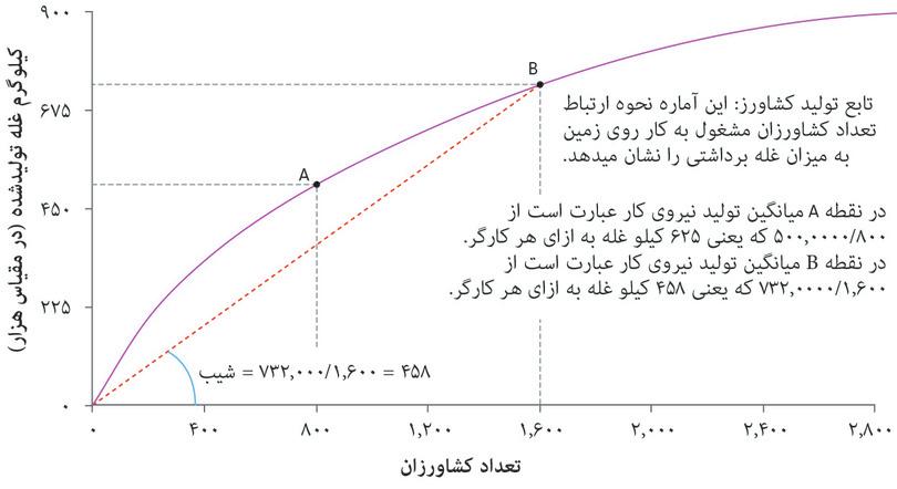 شیب شعاع نشانگر میانگین تولید است
: شیب شعاع از ابتدا تا نقطه B روی تابع تولید نشاندهنده میانگین تولید نیروی کار در نقطه B است. شیب ۴۵۸ است یعنی میانگین تولید برای هر کشاورز وقتی ۱۶۰۰ کشاورز مشغول کار هستند معادل ۴۵۸ کیلوگرم است.
