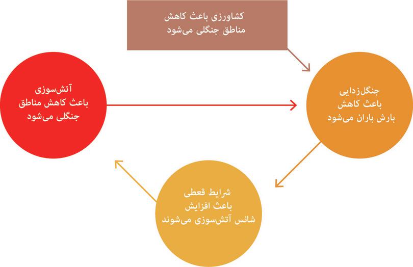 فرآیندهای بازخورد مثبت و جنگلزدایی در آمازون.