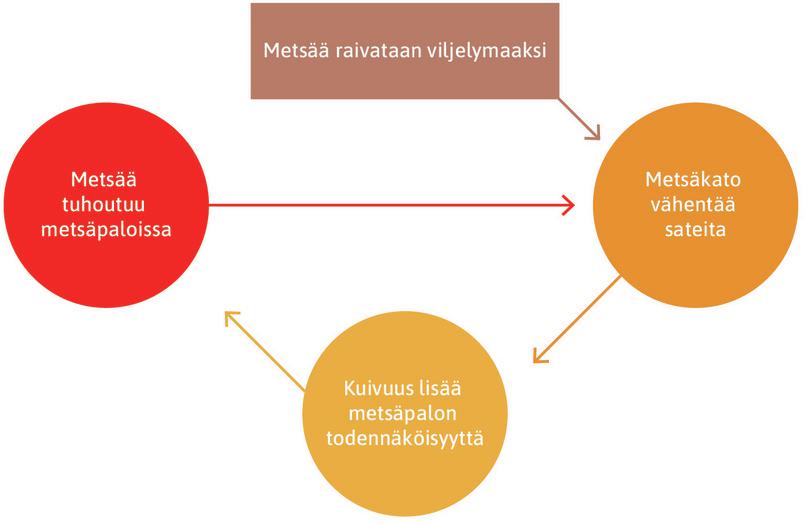 Vahvistava takaisinkytkentä: Amazonian metsäkato.